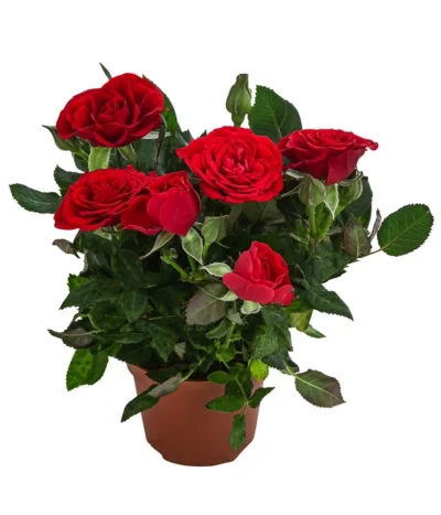 Topfrose - Rosa Chinensis, Verschiedene Sorten -Haus Pflanzen Welt 8265357 WE FS 006 RosenMixMini