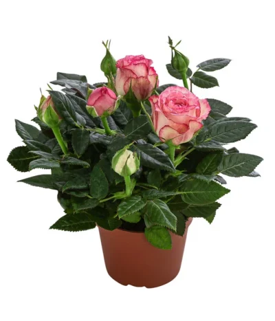 Topfrose - Rosa Chinensis, Verschiedene Sorten -Haus Pflanzen Welt 8265357 WE FS 007 RosenMixMini