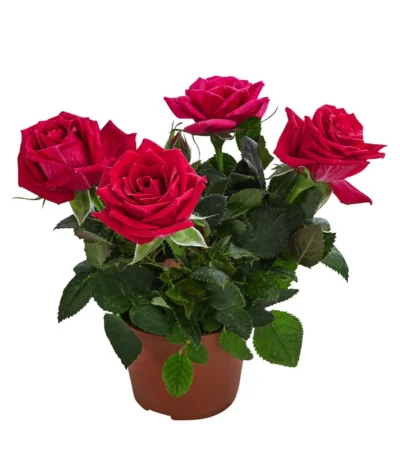 Topfrose - Rosa Chinensis, Verschiedene Sorten -Haus Pflanzen Welt 8265357 WE FS 009 RosenMixMini