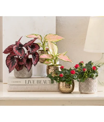 Topfrose - Rosa Chinensis, Verschiedene Sorten -Haus Pflanzen Welt 8265357 WE MO 001 RosenMixT6Valentin