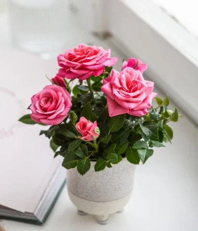 Topfrose - Rosa Chinensis, Verschiedene Sorten -Haus Pflanzen Welt 8265357 WE MO 02 RoseMiniTopfakiko