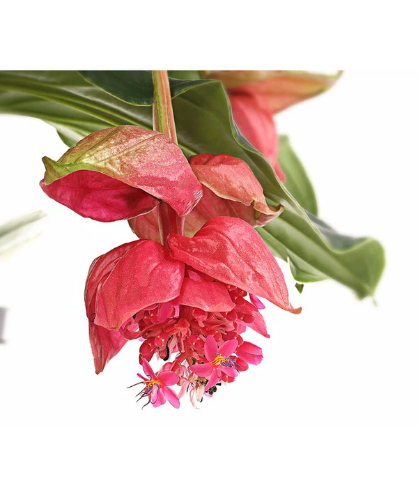 Medinille - Medinilla Magnifica 'Vino Rosso' 4 Medinille - Medinilla Magnifica 'Vino Rosso' – Bild 2