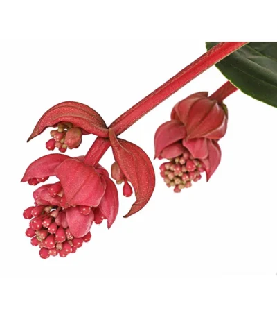 Medinille - Medinilla Magnifica 'Flamenco' 10 Medinille - Medinilla Magnifica 'Flamenco' -Haus Pflanzen Welt 8266116 PR DE 001 MedinillaFlamencoMedinillaMagnificaT17DehnerExpressHerzig