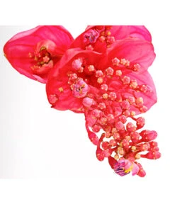 Medinille - Medinilla Magnifica 'Flamenco' -Haus Pflanzen Welt 8266116 PR DE 002 MedinillaMagnificaFlamencoDehnerExpressHerzig