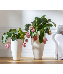 Medinille - Medinilla Magnifica 7 Medinille - Medinilla Magnifica -Haus Pflanzen Welt 8266157 WE MO 004 Medinilla2021GC08