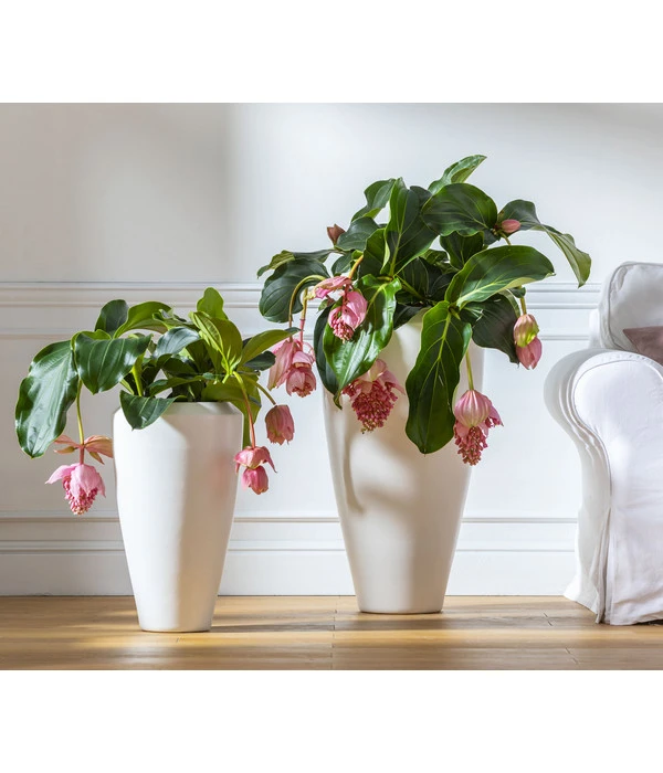 Medinille - Medinilla Magnifica 4 Medinille - Medinilla Magnifica – Bild 2