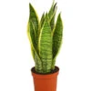 Bogenhanf - Sansevieria Trifasciata Var. Laurentii 2 Bogenhanf - Sansevieria Trifasciata Var. Laurentii -Haus Pflanzen Welt 8267973 PR FS 001 SansevieriaTriLaurentiiDehnerExpressHerzig