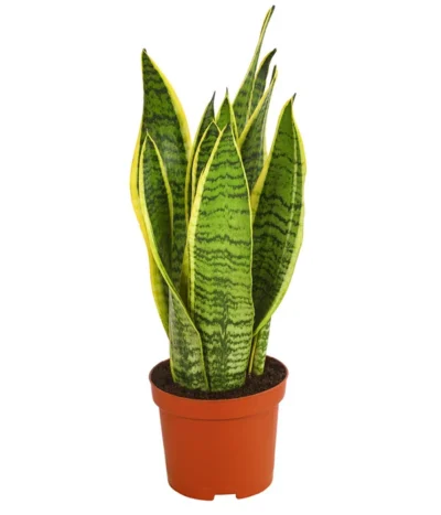 Bogenhanf - Sansevieria Trifasciata Var. Laurentii