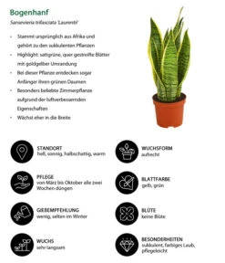 Bogenhanf - Sansevieria Trifasciata Var. Laurentii -Haus Pflanzen Welt 8267973 WE IG 001 BogenhanfSansevieriaTriLaurentiiDehnerExpressHerzig