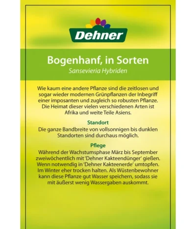Bogenhanf - Sansevieria Cylindrica 'Mikado' -Haus Pflanzen Welt 82686741 8268591 8268807 8296782 8268799 8241077 Bogenhanf 2