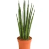 Bogenhanf - Sansevieria Cylindrica 'Mikado' 2 Bogenhanf - Sansevieria Cylindrica 'Mikado' -Haus Pflanzen Welt 8268799 WE FS 001 BogenhanfSansevierieSansevieriaMikadoT12DehnerExpressHerzig