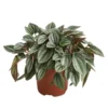 Peperomie - Peperomia Caperata 'Napoli Nights' -Haus Pflanzen Welt 8269144 PR FS 001 PeperomiaNapoliNightsT12DehnerExpressHerzig