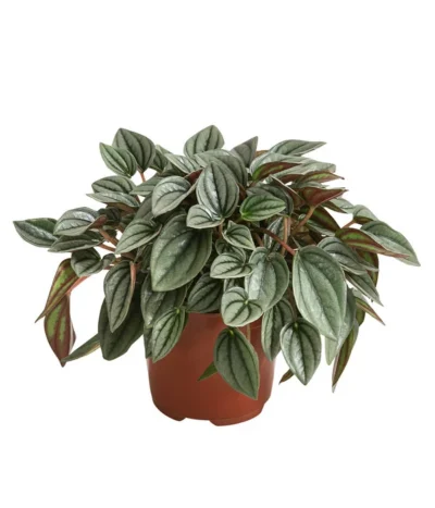 Peperomie - Peperomia Caperata 'Napoli Nights'