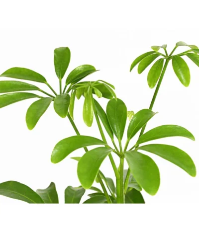 Haus Pflanzen Welt 5 Haus Pflanzen Welt -Haus Pflanzen Welt 8269714 WE DE 001 ScheffleraLuseanaT9DehnerExpressHerzig