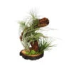 Tillandsien-Arrangement Auf Wurzelbaum - Tillandsia Hybride, 5-teilig 1 Tillandsien-Arrangement Auf Wurzelbaum - Tillandsia Hybride, 5-teilig -Haus Pflanzen Welt 8270308 WE FS 001 TillandsienAufWurzelbaum