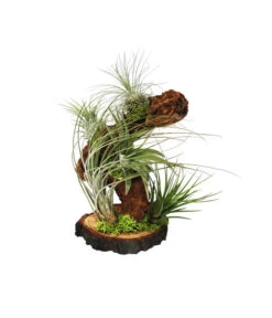Tillandsien-Arrangement Auf Wurzelbaum - Tillandsia Hybride, 5-teilig
