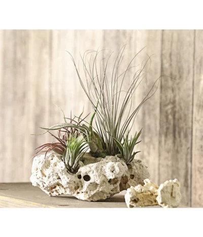 Tillandsien-Arrangement Auf Sansibar Rock - Tillandsia Hybride, 5-teilig -Haus Pflanzen Welt 8270316 WE MO 001 TIllandsienAufSansibarRockXXL5PflanzenDehnerExpressHerzig