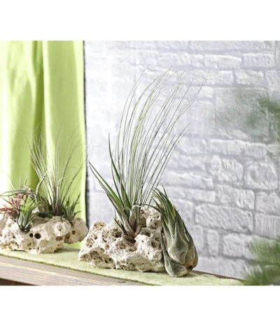 XXL Tillandsien-Set - Tillandsia Hybride, 3-teilig 7 XXL Tillandsien-Set - Tillandsia Hybride, 3-teilig -Haus Pflanzen Welt 8270324 WE MO 001 TillandsienXXL3erSetDehnerExpressHerzig