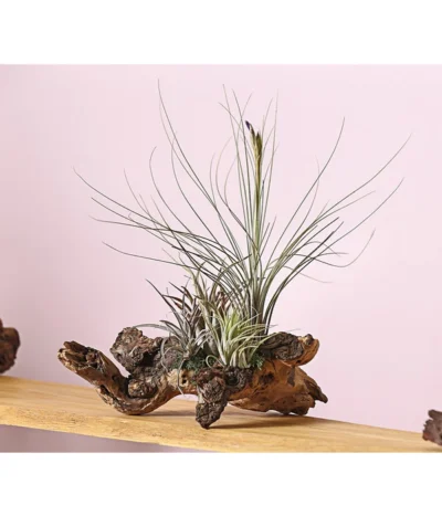 Tillandsien-Arrangement Auf Wurzelbaum - Tillandsia Hybride, 3-teilig 7 Tillandsien-Arrangement Auf Wurzelbaum - Tillandsia Hybride, 3-teilig -Haus Pflanzen Welt 8270332 WE MO 001 TIllandsienAufMopaniwurzelXXL5PflanzenDehnerExpressHerzig
