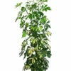 Strahlenaralie - Schefflera Arboricola -Haus Pflanzen Welt 8270480 WE FS Schefflera 3Tuff T17