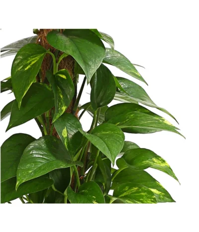 Efeutute - Epipremnum Aureum Am Moosstab 9 Efeutute - Epipremnum Aureum Am Moosstab -Haus Pflanzen Welt 8272569 WE DE 001 EphipremnumMoostabT15DehnerExpressHerzig