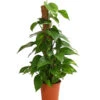 Efeutute - Epipremnum Aureum Am Moosstab -Haus Pflanzen Welt 8272569 WE FS 001 EphipremnumMoostabT15DehnerExpressHerzig