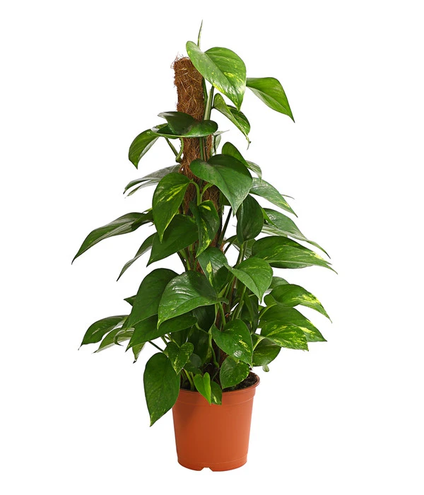 Efeutute - Epipremnum Aureum Am Moosstab 3 Efeutute - Epipremnum Aureum Am Moosstab