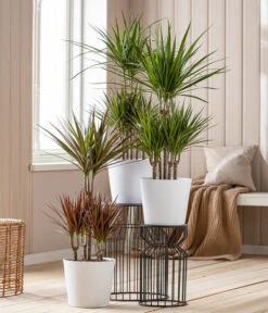 Drachenbaum - Dracaena Marginata, Karussell -Haus Pflanzen Welt 8272809 8510992 WE MO 001 DrachenbaumKarussellDraceanaMarginataT24