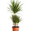 Drachenbaum - Dracaena Marginata, Karussell -Haus Pflanzen Welt 8272809 PR FS 001 DracaenaMarginataKarussellT26DehnerExpressZS