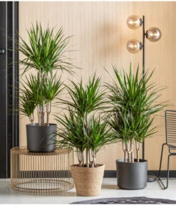 Drachenbaum - Dracaena Marginata, Karussell -Haus Pflanzen Welt 8272809 WE MO 001 DrachenbaumT24 Monatspflanze Oktober