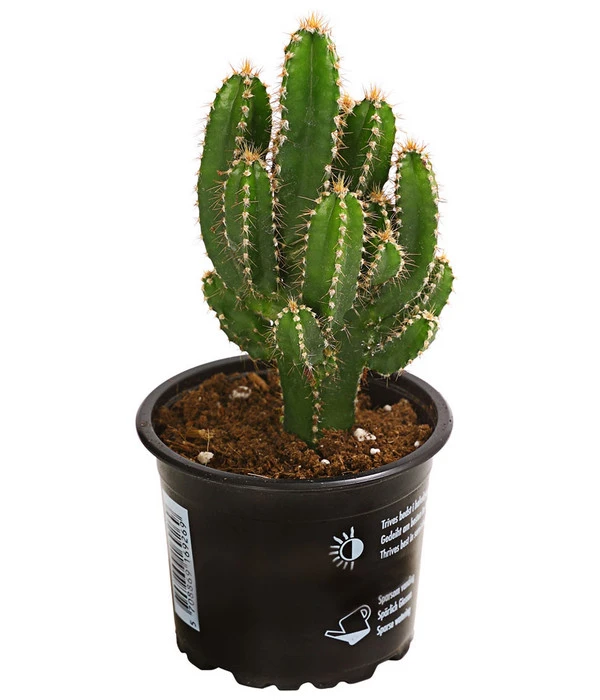 Felsenkaktus - Cereus Repandus/Cereus Peruvianus 3 Felsenkaktus - Cereus Repandus/Cereus Peruvianus