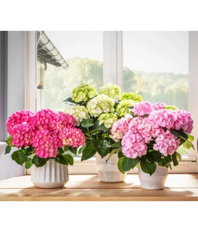 Hortensie 'Schloss Zuschendorf' -Haus Pflanzen Welt 8275273 WE MO 001 HortensienPremium