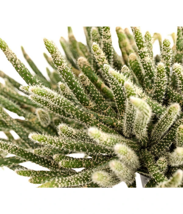 Korallenkaktus - Rhipsalis Cassutha, Verschiedene Sorten, Ampel 9 Korallenkaktus - Rhipsalis Cassutha, Verschiedene Sorten, Ampel – Bild 7