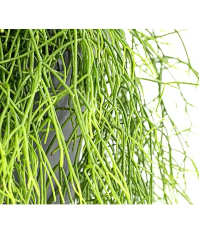Korallenkaktus - Rhipsalis Cassutha, Verschiedene Sorten, Ampel 14 Korallenkaktus - Rhipsalis Cassutha, Verschiedene Sorten, Ampel -Haus Pflanzen Welt 8275307 PR DE 002 RhipsalisAmpelKorallenkaktusT18DehnerExpressHerzig
