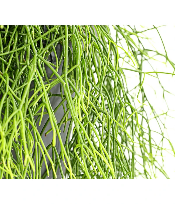 Korallenkaktus - Rhipsalis Cassutha, Verschiedene Sorten, Ampel 8 Korallenkaktus - Rhipsalis Cassutha, Verschiedene Sorten, Ampel – Bild 6