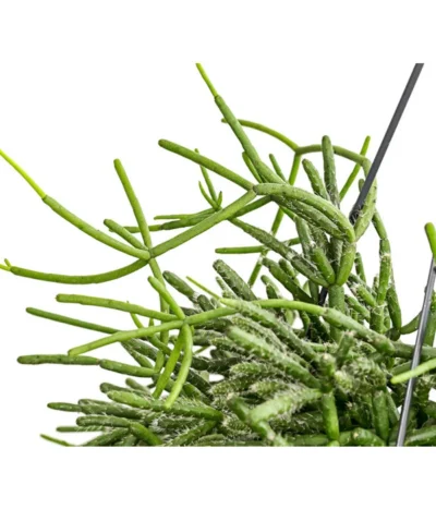 Korallenkaktus - Rhipsalis Cassutha, Verschiedene Sorten, Ampel 13 Korallenkaktus - Rhipsalis Cassutha, Verschiedene Sorten, Ampel -Haus Pflanzen Welt 8275307 PR DE 003 RhipsalisAmpelKorallenkaktusT18DehnerExpressHerzig