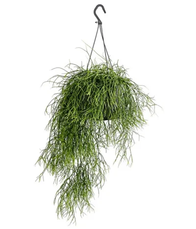 Korallenkaktus - Rhipsalis Cassutha, Verschiedene Sorten, Ampel 10 Korallenkaktus - Rhipsalis Cassutha, Verschiedene Sorten, Ampel -Haus Pflanzen Welt 8275307 PR FS 002 RhipsalisAmpelKorallenkaktusT18DehnerExpressHerzig