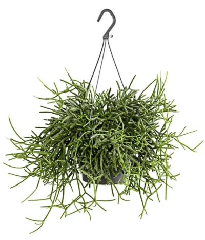 Korallenkaktus - Rhipsalis Cassutha, Verschiedene Sorten, Ampel 11 Korallenkaktus - Rhipsalis Cassutha, Verschiedene Sorten, Ampel -Haus Pflanzen Welt 8275307 PR FS 003 RhipsalisAmpelKorallenkaktusT18DehnerExpressHerzig