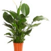 Einblatt - Spathiphyllum Wallisii 'Silvana' -Haus Pflanzen Welt 8276180 WE FS 001 EinblattSpathiphyllumAlfaAirT24OWDehnerExpressHerzig