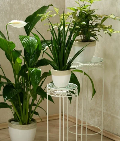 Einblatt - Spathiphyllum Wallisii 'Silvana' -Haus Pflanzen Welt 8276180 WE MO 005 PflanzenmixSpathiphyllumDehnerEW