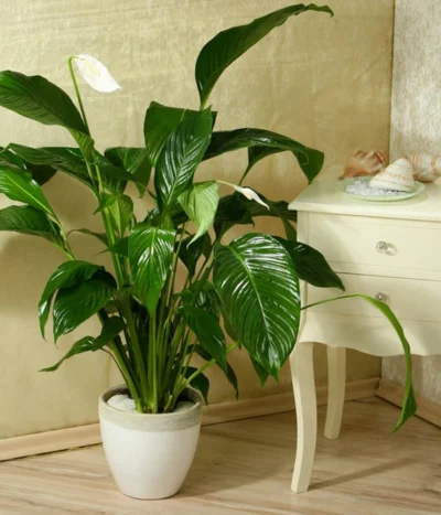Einblatt - Spathiphyllum Wallisii 'Silvana' -Haus Pflanzen Welt 8276180 WE MO 005 SpathiphyllumDehnerEW