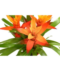 Bromelie - Bromeliaceae, Dreitriebig -Haus Pflanzen Welt 8276214 PR DE 001 BromeliaTuffMixT14DehnerExpressHerzig