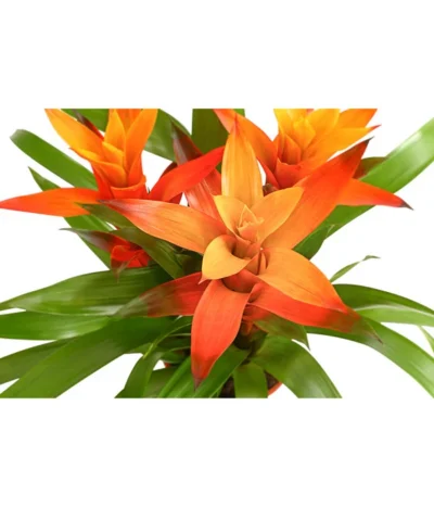 Bromelie - Bromeliaceae, Dreitriebig -Haus Pflanzen Welt 8276214 PR DE 001 BromeliaTuffMixT14DehnerExpressHerzig