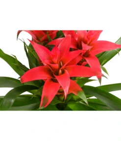 Bromelie - Bromeliaceae, Dreitriebig -Haus Pflanzen Welt 8276214 PR DE 003 BromeliaTuffMixT14DehnerExpressHerzig