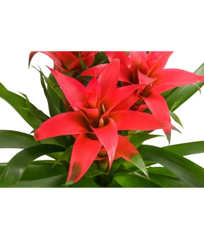 Bromelie - Bromeliaceae, Dreitriebig -Haus Pflanzen Welt 8276214 PR DE 003 BromeliaTuffMixT14DehnerExpressHerzig