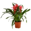 Bromelie - Bromeliaceae, Dreitriebig -Haus Pflanzen Welt 8276214 PR FS 001 BromeliaTuffT14DehnerExpressHerzig