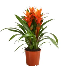 Bromelie - Bromeliaceae, Dreitriebig -Haus Pflanzen Welt 8276214 PR FS 002 BromeliaTuffT14DehnerExpressHerzig