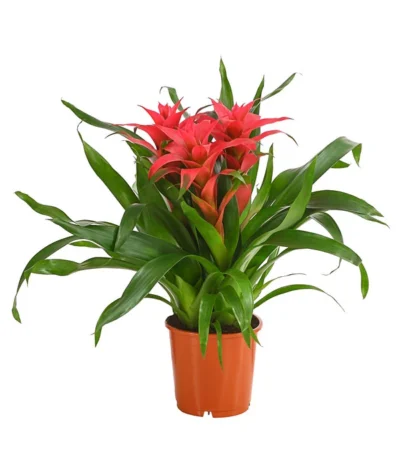 Bromelie - Bromeliaceae, Dreitriebig -Haus Pflanzen Welt 8276214 PR FS 003 BromeliaTuffMixT14DehnerExpressHerzig