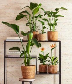 Baumstrelitzie - Strelitzia Nicolai -Haus Pflanzen Welt 8276446 4439014 6895635 WE MO 001 StrelitzienKorbIgmarTopfThies 1