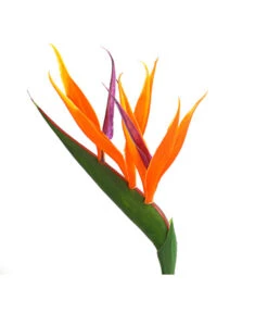 Paradiesvogelblume -Haus Pflanzen Welt 8276446 WE DE 001 StrelitziaReginaeParadiesvogelblumeDehnerExpressHerzig